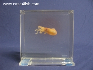 Foto Galerie/Cephalopoda/Sepiola atlantica/Sepiola atlantica_10_S.jpg